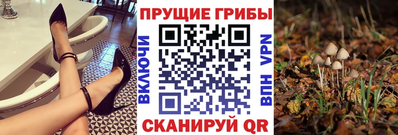 Купить  Сясьстрой  Галлюциногенные грибы Magic Shrooms 